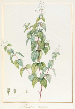 Rhexia pendulifolia