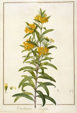 Tristania neriifolia