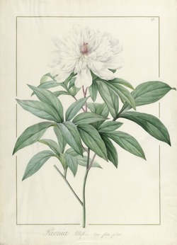 Paeonia albiflora var. flore Pleno