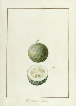 Cucumis siber