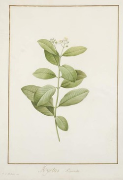 Myrtus pimenta