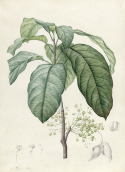Sterculia monosperma