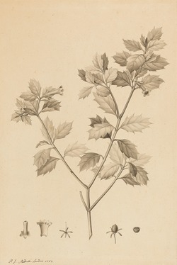Desfonainia spinosa