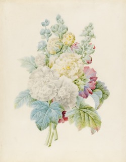Hollyhocks (three stems with inflorescence)