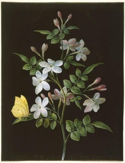 A spray of Jasmine with a brimstone butterfly