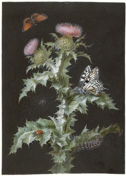 Onopordon acanthium (Common Cotton Thistle) with insects and swallowtail butterfly