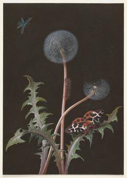 Taraxacum officinale
