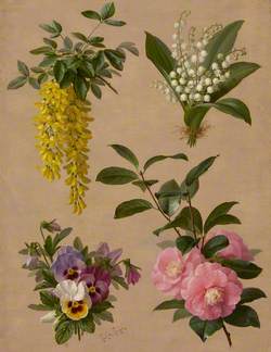 Lily of the Valley, Camellia, Pansy and Laburnum