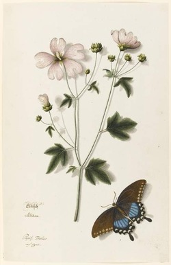 Marshmallow plant and a Papilio troilus