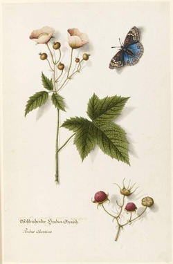 Details of a raspberry bush and an unidentified butterfly
