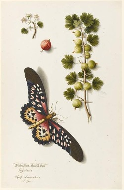 Grossularia and a Papilio antimachus