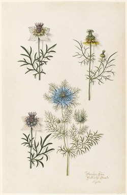 Nigella
