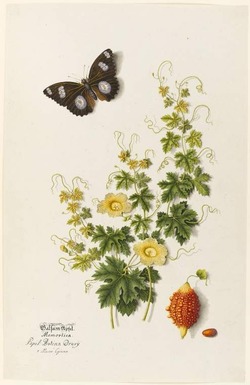 Balsam apple with a Hypolimnas bolina drury butterfly
