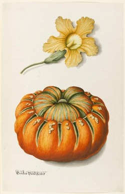 Turban squash