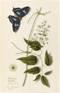 Clematis flammula jovis and a Papilio phorbanta