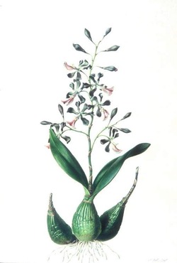 Encyclia cordigera (Epidendrum macrochilum var. roseum)