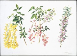 Sprays of Laburnum anagyroides, Laburnocytisus x adamii and Cytisus purpureus (Golden Chain Bean Tree and a hybrid and Dwarf Purple Broom)