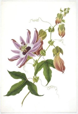 Tacsonia mollis (Banana Passion Flower)