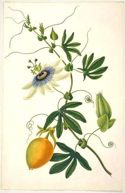 Passiflora caerulea