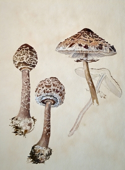 Lepiota procera