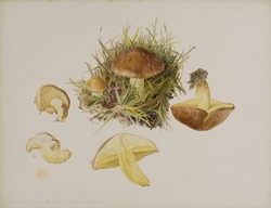 Boletus granulatus