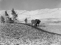 Horse Ploughing at Firbank above the Lune Valley