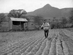 Broadcast Sowing in the Newlands Valley