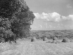 Haycocks in Field