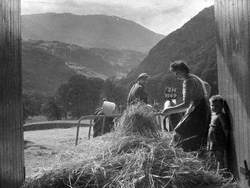 Harvesting Hay in Coniston