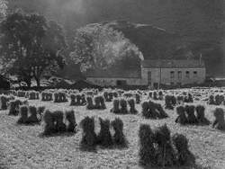 Corn Harvesting in Borrowdale