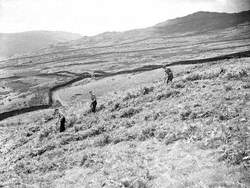 Sything Bracken