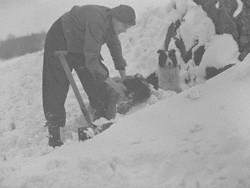 Digging Sheep from the Snow
