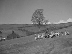 Hunting Scene
