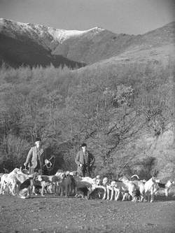Hunt at Thirlmere