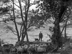 Sheep Gathering at Ullswater
