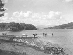 Cows by Windermere