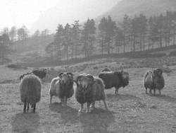 Long Horned Sheep