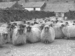 Sheep Farming
