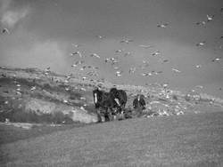 Horses Ploughing