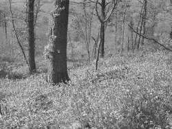 Woodland Bluebells