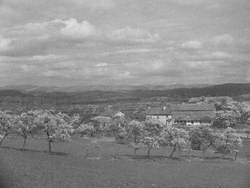 Farm and Blossom Trees