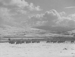 Winter Pastoral Scene near Sedbergh