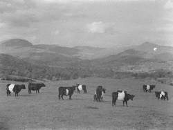 Cows