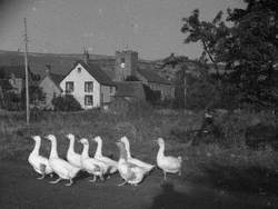 Geese at Brampton