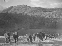 Fell Ponies