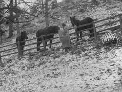 Feeding Ponies