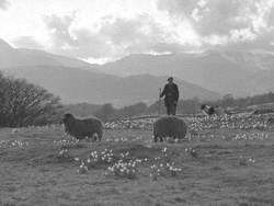 Spring on the Fells, Troutbeck