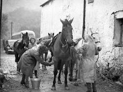 Pony Trekking