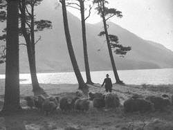 Sheep at Buttermere