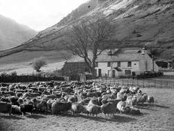 Sheep at Middle Fell, Great Langdale